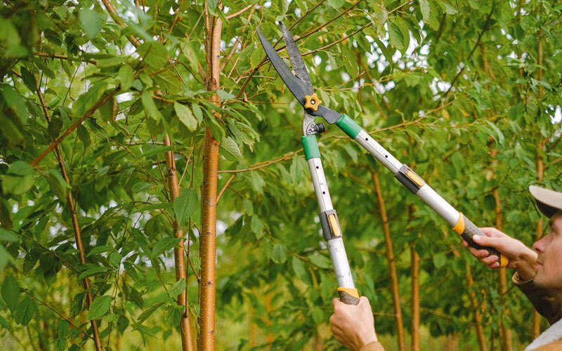 Tree trimming in Benton, KY